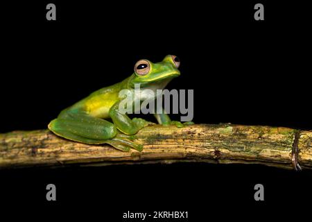 Palmer's tree frog Stock Photo