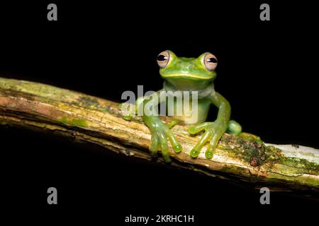 Palmer's tree frog Stock Photo