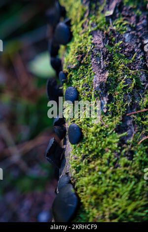Black Bulgar fungi, Bulgaria inquinans or Phaeobulgaria Inquinans on a moss tree found in Germany Stock Photo