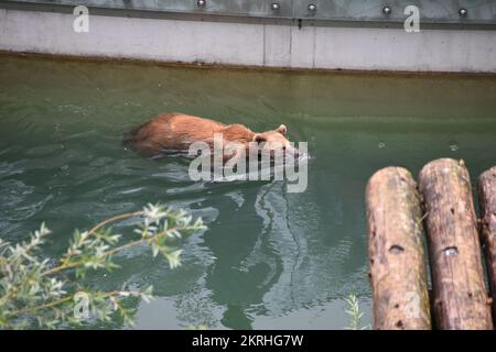 Brown bear, in Latin called Ursus arctos, swimming in water canal in bear park in Bern, Switzerland. Stock Photo