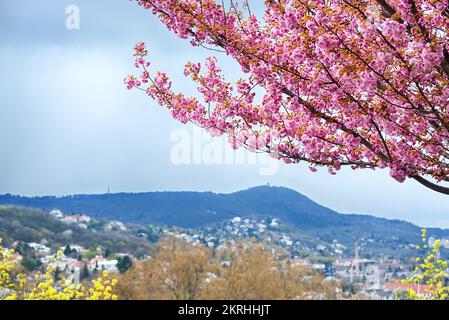 Pink blossom tree against hills Stock Photo