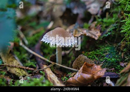 A macro shot of a psathyrella artemisiae or wolliger muerbling in a german forest Stock Photo