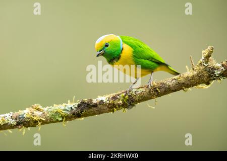 Golden-browed chlorophonia Stock Photo