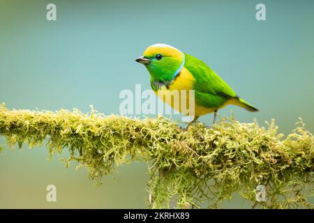 Golden-browed chlorophonia Stock Photo