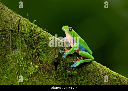 Blue-sided leaf frog Stock Photo