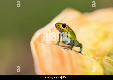 Granular poison frog Stock Photo