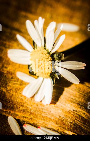 Conceptual still life art on a daisy shedding its petals in the fall of changing seasons Stock Photo