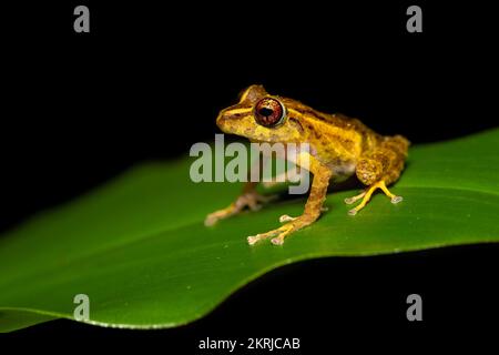 Chiriqui robber frog Stock Photo