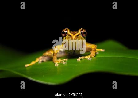 Chiriqui robber frog Stock Photo