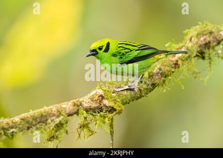Emerald tanager Stock Photo