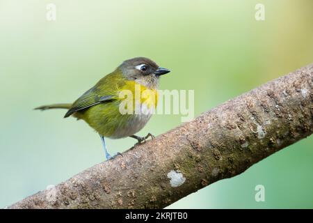 Common bush tanager Stock Photo