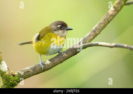 Common bush tanager Stock Photo