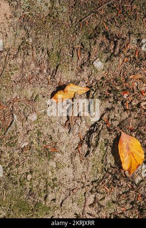 A brown lizard with tail stump, lost tail, autumnal forest Germany Stock Photo