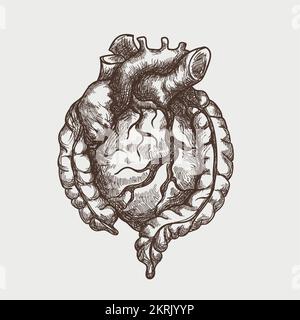 Gut health, heart and connection. Connected medicine, illuustration of anathomy Stock Vector
