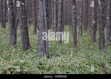 Forest of Japanese larch Larix kaempferi. Nikko National Park. Japan. Stock Photo