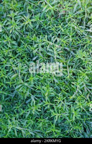 Creeping Savory, Satureja spicigera, Satureja repanda, creeping subshrub with small, aromatic, linear leaves Stock Photo