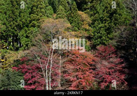 Mixed forest in autumn. Nikko National Park. Japan. Stock Photo
