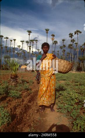 Farm Women, Collected Crop in Basket, Tulsampatti, Tamil Nadu, India. Stock Photo