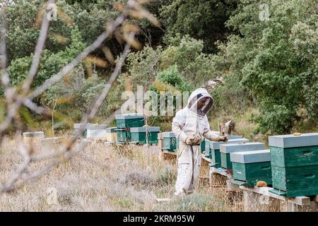 Male beekeeper in white protective uniform and gloves opening green beehive with bees while working in apiary on summer day Stock Photo