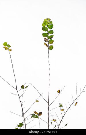 Thin sprigs of wild plant with tiny green and withered leaves isolated on white background Stock Photo