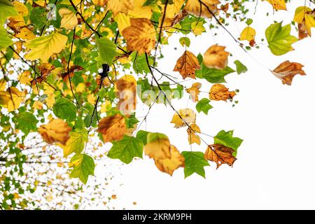 Branches of tree with green and yellow leaves hanging against gray sky on autumn day Stock Photo