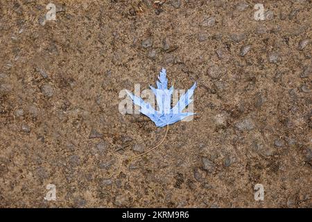 Top view of blue maple leaf placed on rough rocky ground on autumn day in nature Stock Photo