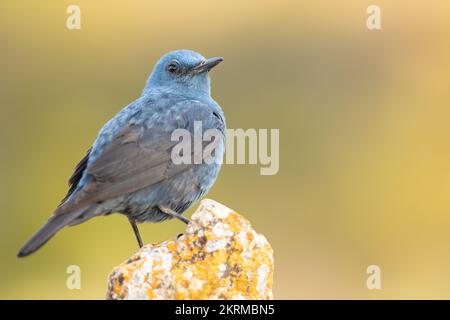 Little bird with blue plumage on blurred background Stock Photo