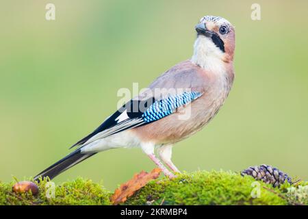 Side view of wild bird with brown feathers and orange beak against blue sky Stock Photo