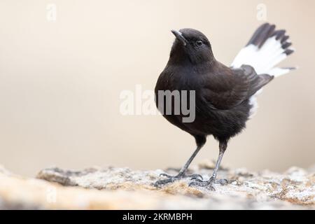 Wild black wheatear bird with white tail on stone on beige blurred background Stock Photo