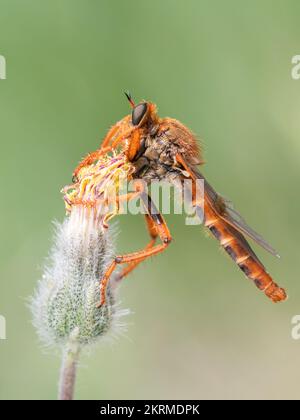 Close up view of stenopogon is a genus of robber flies, insects in the family Asilidae. Stock Photo