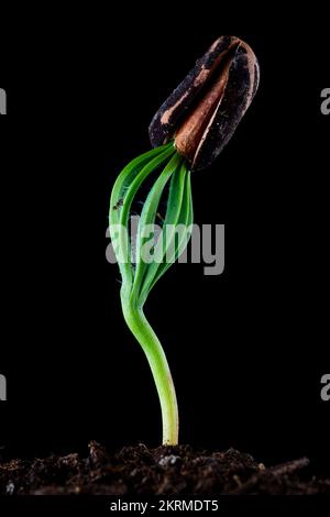 Close up view of detail of a pine seed germinating on the ground with a black background Stock Photo
