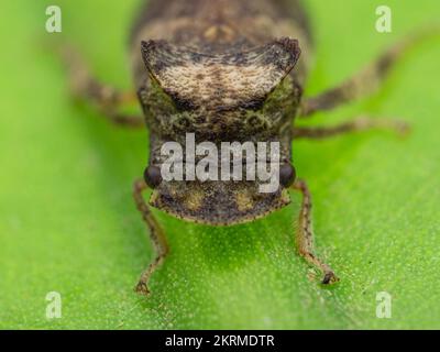Close up view of ledra aurita or the eared leafhopper front Stock Photo