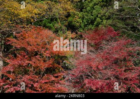 Mixed forest in autumn. Nikko National Park. Japan. Stock Photo