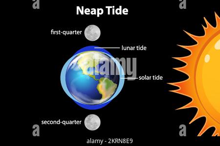 Diagram showing neap tides illustration Stock Vector