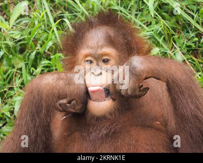 THIS SUMATRAN ORANGUTAN named Kulsum was captured playing with a piece of broken bottle making a pair of makeshift sunglasses to ward off the sun.   O Stock Photo