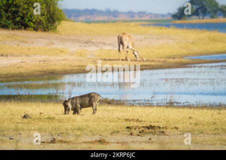 Warthog (Phacochoerus africanus) feeding on grass. Side view of kneeling wild animal. Background drinks giraffe. Chobe National Park, Botswana, Africa Stock Photo
