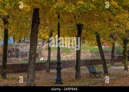A lonely bench on the ancient walls of Lucca, Italy, under trees that lose colorful leaves in the autumn season Stock Photo