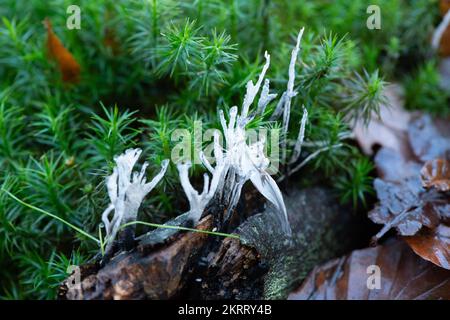 Farnham Common, UK. 28th November, 2022. Xylaria hypoxylon, Candlesnuff fungus, also known as the Stag's Horn is a very common fungus that looks like a burnt candle wick. The wick like stem can also have an antler style fork at the top. Burnham Beeches is a Site of Special Scientific Interest, a National Nature Reserve and a  European Special Area of Conservation where many rare and threatened species of fungi can be found. It is a criminal offence to pick fungi in Burnham Beeches. Credit: Maureen McLean/Alamy Stock Photo