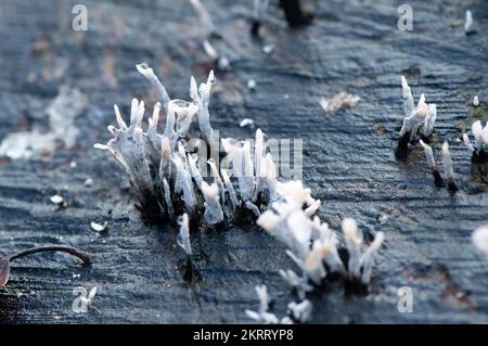 Farnham Common, UK. 28th November, 2022. Xylaria hypoxylon, Candlesnuff fungus, also known as the Stag's Horn is a very common fungus that looks like a burnt candle wick. The wick like stem can also have an antler style fork at the top. Burnham Beeches is a Site of Special Scientific Interest, a National Nature Reserve and a  European Special Area of Conservation where many rare and threatened species of fungi can be found. It is a criminal offence to pick fungi in Burnham Beeches. Credit: Maureen McLean/Alamy Stock Photo