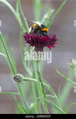 Honeybee collects pollen from Centaurea blackboy flower. Stock Photo