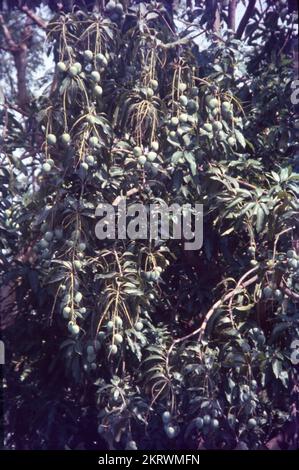 Mangifera indica, commonly known as mango, is a species of flowering plant in the family Anacardiaceae. It is a large fruit tree, capable of growing to a height of 30 metres. There are two distinct genetic populations in modern mangoes – the 'Indian type' and the 'Southeast Asian type'. The large leaves of a mango tree are leathery, 5 to 16 inches in length, and remain on the tree for a year or more. Flowers are produced in terminal panicles or clusters 4 to 16 inches long. Each flower is small with white petals and a mild sweet aroma. Stock Photo