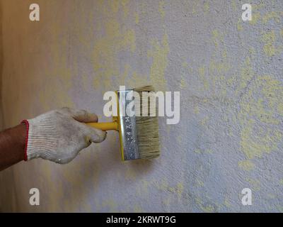 a gloved hand with a wide brush next to the repaired wall in the process of applying a primer or glue before sticking the wallpaper Stock Photo