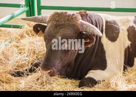 Zafra, Spain - Oct 10th, 2022: Zafra International Livestock Fair. Berrendo en Colorado cow Stock Photo