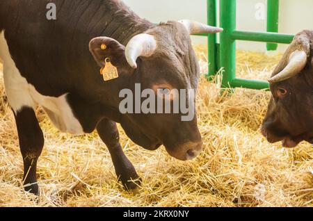 Zafra, Spain - Oct 10th, 2022: Zafra International Livestock Fair. Berrendo en Colorado cow Stock Photo