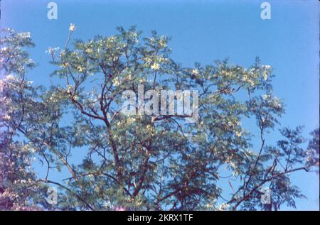 Madhuca longifolia is an Indian tropical tree found largely in the central, southern, north Indian plains and forests, Nepal, Myanmar and Sri Lanka. It is commonly known as madhūka, madkam, mahuwa, Butter Tree, mahua, mahwa, mohulo, Iluppai or vippa chettu.Mahua preparations are used for removing intestinal worms, in respiratory infections and in cases of debility and emaciation. The astringent bark extract is used for dental-related problems, rheumatism, and diabetes. Madhuca longifolia flowers seasonally and produces green-fleshy fruits containing three to four seeds. Stock Photo