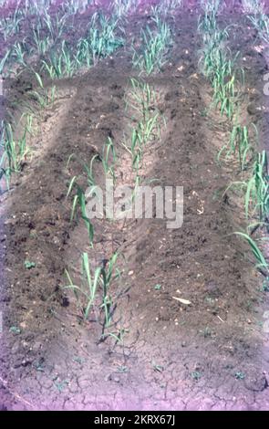 Sugarcane or sugar cane is a species of tall, perennial grass that is used for sugar production. The plants are 2–6 m tall with stout, jointed, fibrous stalks that are rich in sucrose, which accumulates in the stalk internodes. sugarcane, (Saccharum officinarum), perennial grass of the family Poaceae, primarily cultivated for its juice from which sugar is processed. Sugarcane is a water-intensive crop that remains in the soil all year long. As one of the world's thirstiest crops, is widely grown crop in India. It provides employment to over a million people directly or Indirectly. Stock Photo