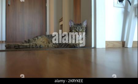 domestic Tabby cat kitten lying on the floor Stock Photo