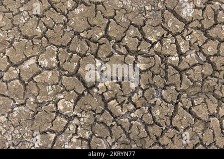 Drought season dry soil with cracks and dead shell animal due to climate change Stock Photo