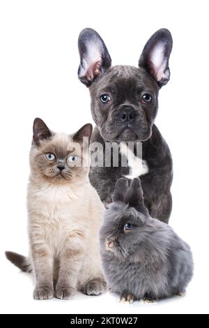 Pets isolated on white background Stock Photo