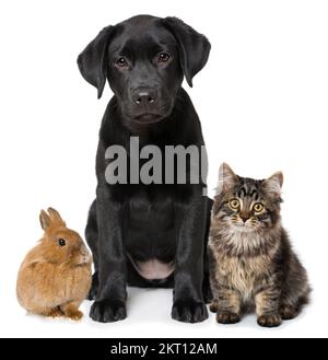 Pets isolated on white background Stock Photo